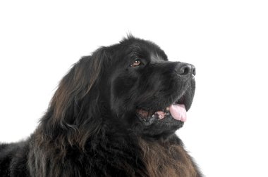 Nice Newpoungland dog portorait in a white photo studio looking 