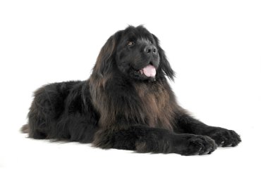 Nice Newpoungland dog lying  in a white photo studio background