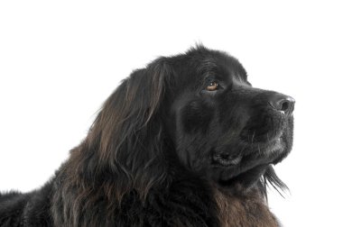 Nice Newpoungland dog portorait in a white photo studio looking 