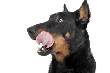 Lovely Beauceron portrait in a white photo studio background, to