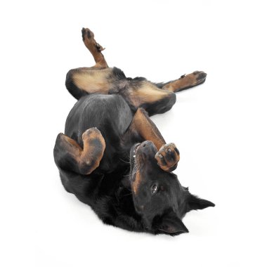 Güzel Beauceron beyaz bir fotoğraf stüdyosunun arkasında sırt üstü yatıyor.