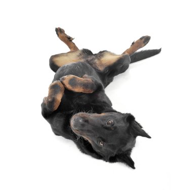 Güzel Beauceron beyaz bir fotoğraf stüdyosunun arkasında sırt üstü yatıyor.