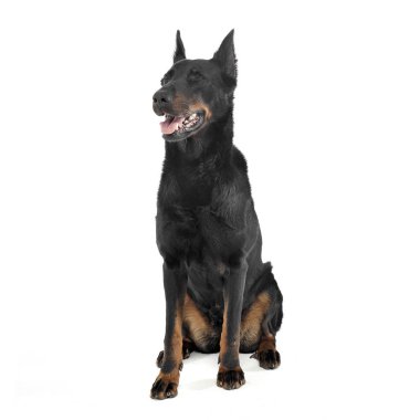 Güzel Beauceron, beyaz bir fotoğraf stüdyosunda beşlik çakıyor.