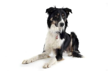 Çok sevimli bir çoban köpeğinin ilginç bir şekilde çekilmiş fotoğrafı.