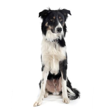 Çok sevimli bir çoban köpeğinin ilginç bir şekilde çekilmiş fotoğrafı.