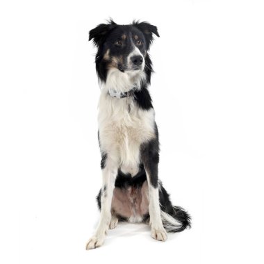 Çok sevimli bir çoban köpeğinin ilginç bir şekilde çekilmiş fotoğrafı.