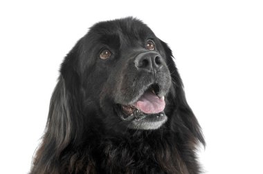 Sevimli Newfoundland 'ın portresi merakla yukarı bakıyor.