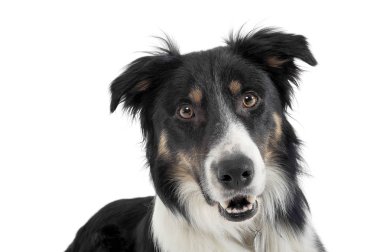 Kameraya tuhaf bir şekilde bakan sevimli çoban köpeğinin portresi.