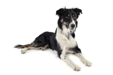 Çok sevimli bir çoban köpeğinin ilginç bir şekilde çekilmiş fotoğrafı.