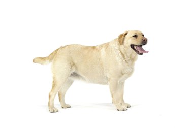 Tatmin olmuş bir Labrador av köpeğinin stüdyo fotoğrafı.