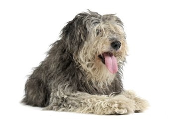 Studio shot of an adorable Tibetan Terrier with hair covering eyes looking satisfied