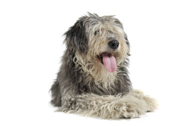 Studio shot of an adorable Tibetan Terrier with hair covering eyes looking satisfied