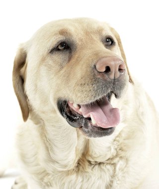Tatmin olmuş bir Labrador av köpeğinin portresi.