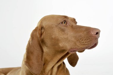 Çok tatlı bir Macar Vizsla 'nın portresi