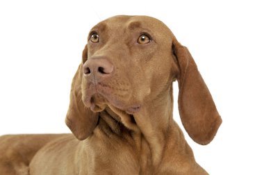 Çok tatlı bir Macar Vizsla 'nın portresi