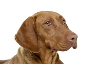 Kameraya tuhaf bir şekilde bakan sevimli bir Macar Vizsla 'nın portresi