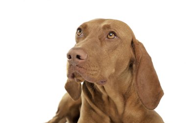 Çok tatlı bir Macar Vizsla 'nın portresi merakla yukarı bakıyor.
