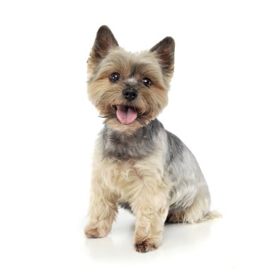 Studio shot of an adorable Yorkshire Terrier looking satisfied