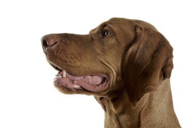 Çok tatlı bir Macar Vizsla 'nın portresi