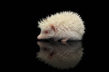 Siyah arka planda duran sevimli bir Afrikalı beyaz karınlı kirpi.