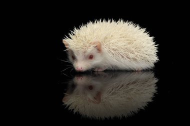 Siyah arka planda duran sevimli bir Afrikalı beyaz karınlı kirpi.