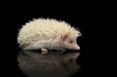 Siyah arka planda duran sevimli bir Afrikalı beyaz karınlı kirpi.