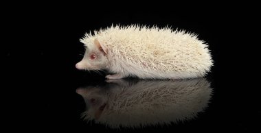 Siyah arka planda duran sevimli bir Afrikalı beyaz karınlı kirpi.