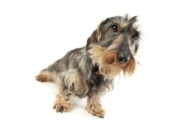 Tel saçlı bir Dachshund 'un kameraya meraklı bakışının stüdyo fotoğrafı.