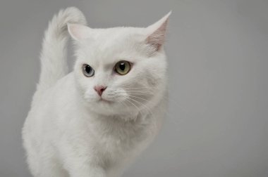 Farklı göz renklerine sahip sevimli bir evcil kedinin stüdyo fotoğrafı.