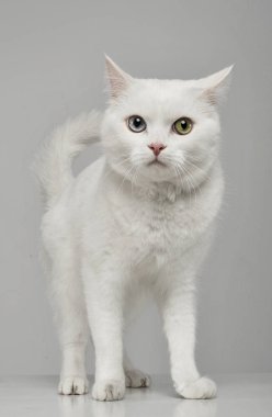 Farklı göz renklerine sahip sevimli bir evcil kedinin stüdyo fotoğrafı.