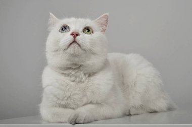 Studio shot of an adorable domestic cat looking up curiously