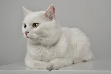 Gri arka planda yatan sevimli bir evcil kedinin stüdyo çekimi.