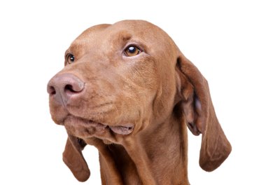 Çok tatlı bir Macar Vizsla 'nın portresi
