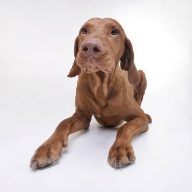 Studio shot of an adorable magyar vizsla looking curiously