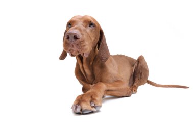Studio shot of an adorable magyar vizsla looking curiously