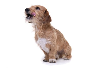 An adorable wire haired dachshund mix dog sitting on white background