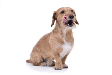 An adorable wire haired dachshund mix dog sitting on white background