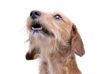 Tel saçlı, güzel bir köpeğin portresi merakla yukarı bakıyor.