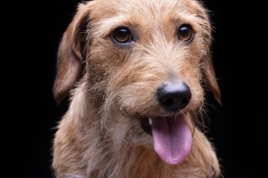 Portrait of an adorable wire haired dachshund mix dog looking curiously at the camera