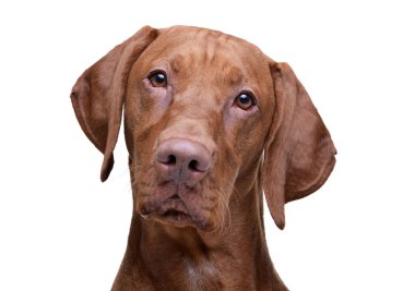 Kameraya tuhaf bir şekilde bakan sevimli bir Macar Vizsla 'nın portresi