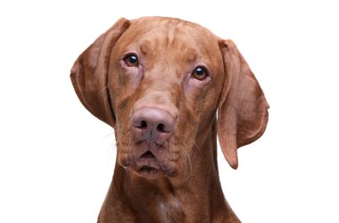 Kameraya tuhaf bir şekilde bakan sevimli bir Macar Vizsla 'nın portresi