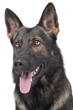 Tatmin olmuş bir Alman çoban köpeğinin portresi