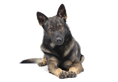 Studio shot of an adorable German Shepherd dog looking curiously at the camera