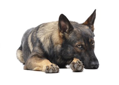 Studio shot of an adorable German Shepherd dog looking sad