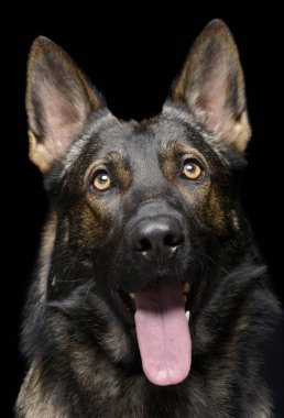 Kameraya tuhaf bir şekilde bakan bir Alman çoban köpeğinin portresi.