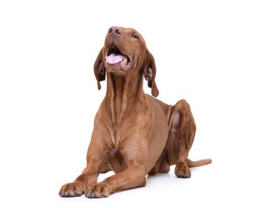 Studio shot of an adorable magyar vizsla looking satisfied