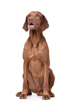 Studio shot of an adorable magyar vizsla looking satisfied