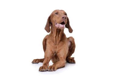 Studio shot of an adorable magyar vizsla looking satisfied