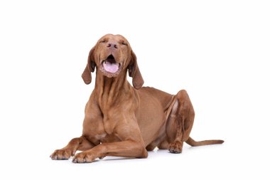 Studio shot of an adorable magyar vizsla looking satisfied