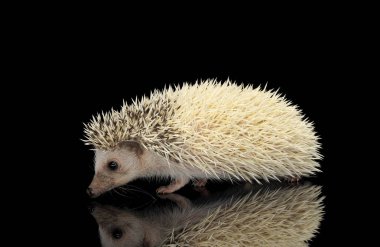 Studio shot of an adorable African white- bellied hedgehog walking on black background